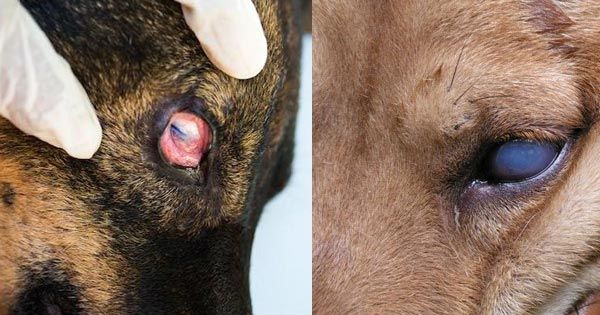 Các bệnh thường gặp về mắt ở chó bạn cần phải biết