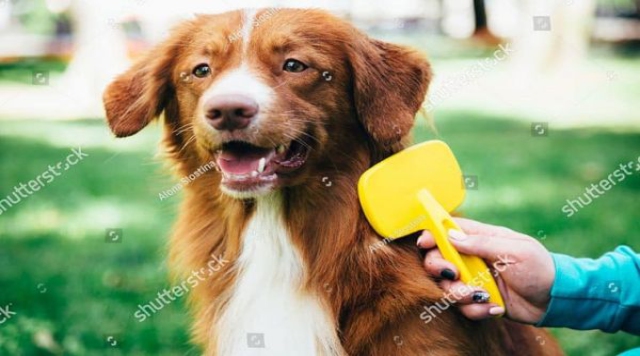 Cách chăm sóc lông chó và bảo vệ da của chúng