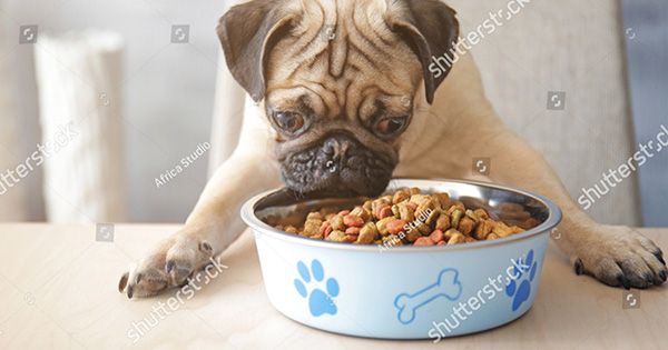 Cách Chọn thức ăn khô cho Chó sao cho phù hợp nhất ?