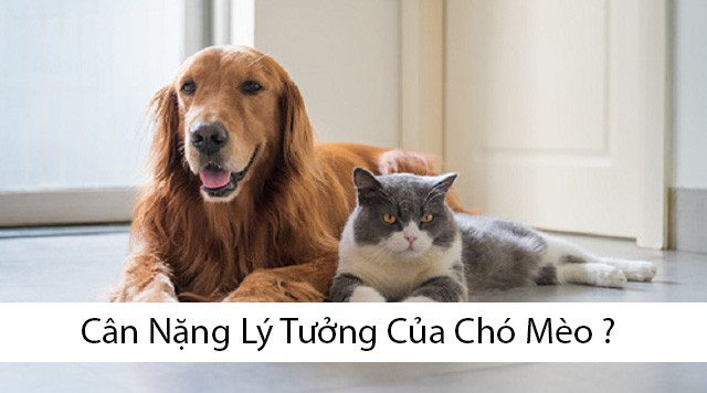 Cân Nặng Lý Tưởng Của Chó Mèo Bạn Cần Biết