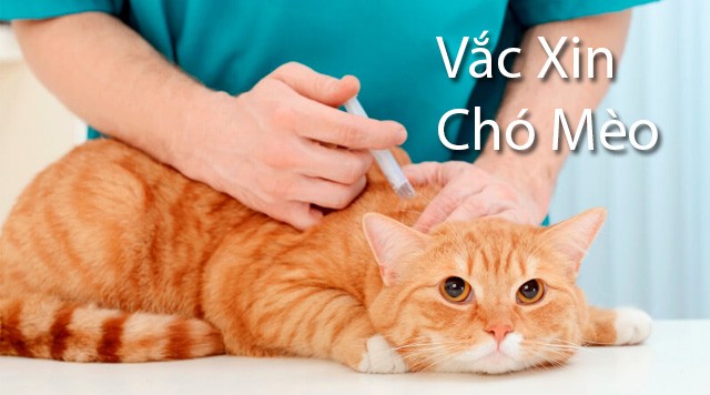 Cún Yêu Shop Trợ Giá Tiêm Vắc Xin Chó Mèo
