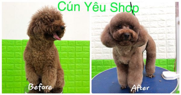 Dịch vụ cắt tỉa lông chó ở đâu tại Đà nẵng ?