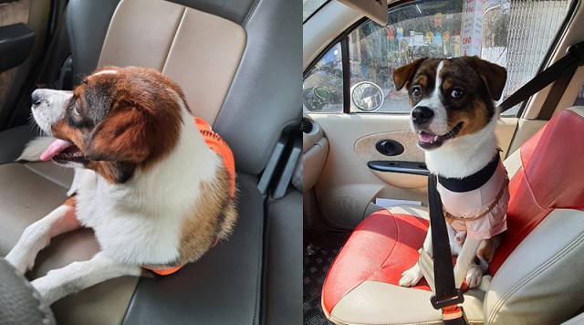 Dịch vụ đưa đón Chó Mèo đi Spa tận nhà bằng ô tô