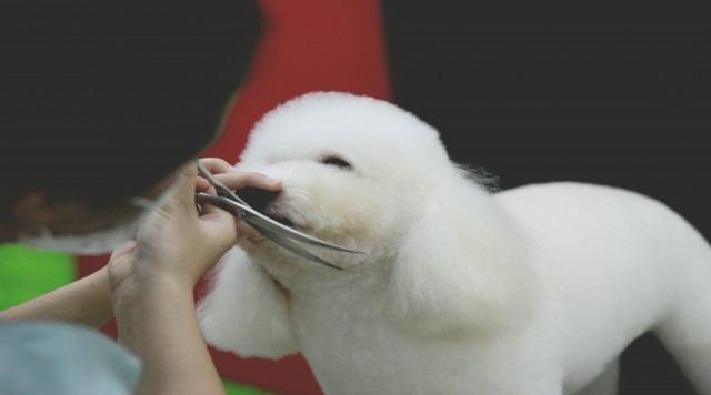 Dịch vụ Spa & Grooming Chó Mèo Chuyên Nghiệp Tại Đà Nẵng