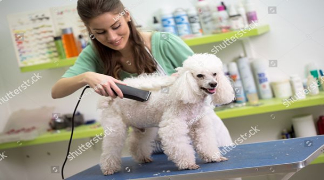 Dịch vụ Spa, Grooming Tắm, Cắt Tỉa Lông cho Chó mèo, Thú cưng Pet