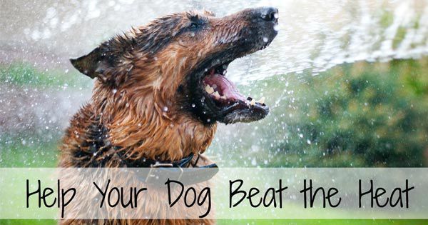 Mẹo cần biết để bảo vệ thú cưng bạn trong ngày hè nóng bức