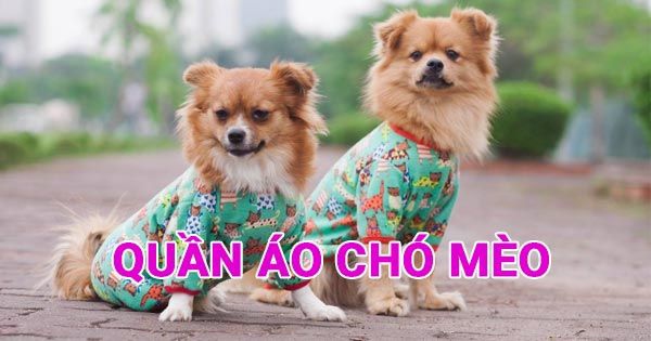 Mua Quần Áo Chó Mèo Ở Đâu Giá Rẻ Tại Đà Nẵng