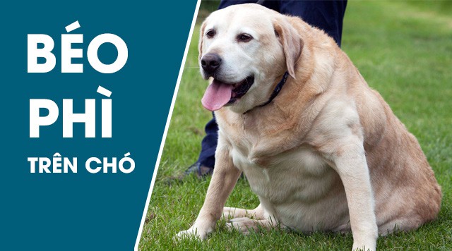 Béo phì ở chó: Những điều bạn cần biết ?