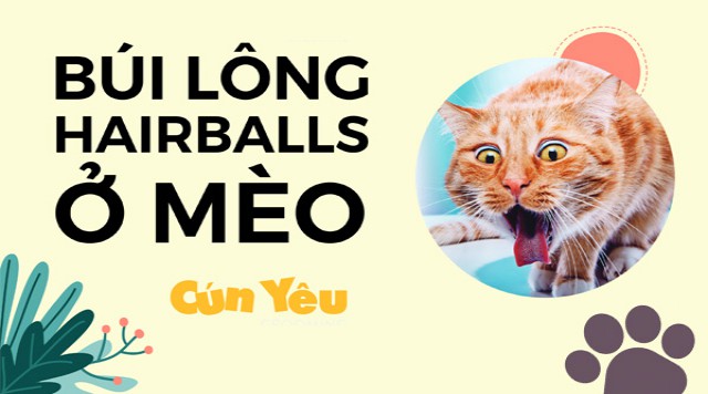 Búi Lông Ở Mèo và Biện Pháp Khắc Phục