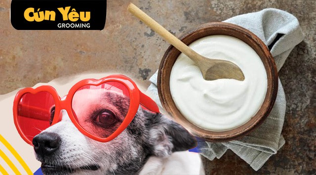 Chó uống sữa bò được không ?