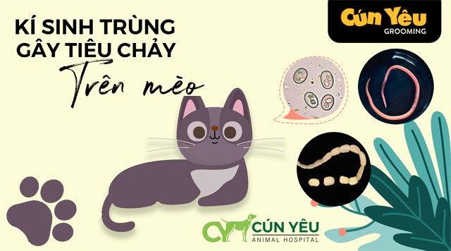 Ký sinh trùng gây tiêu chảy ở mèo