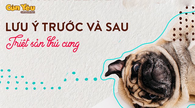 Lưu Ý Trước và Sau Triệt Sản Chó Mèo