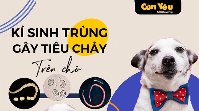 Tìm hiểu về Ký sinh trùng gây tiêu chảy ở Chó