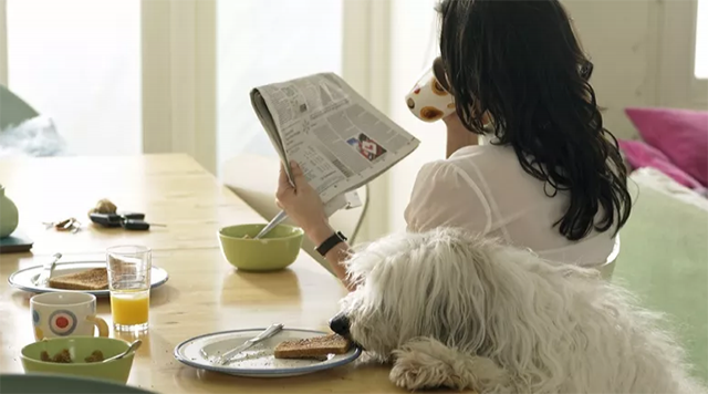 5 Mẹo để giữ nhà luôn sạch sẽ khi nuôi thú cưng