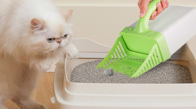 Mách bạn Mẹo làm sạch và khử mùi nhà vệ sinh mèo