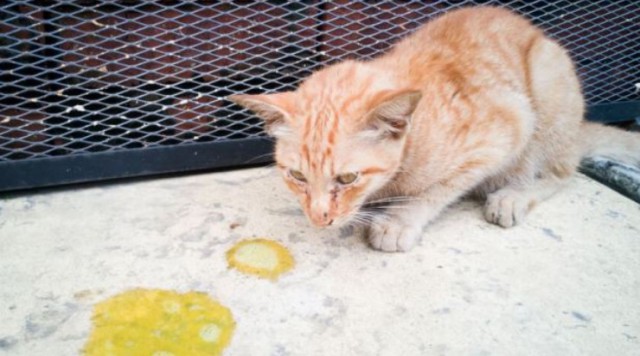 Mèo bị tiêu chảy nên cho ăn gì, uống gì? Nguyên nhân và cách điều trị