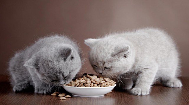 Kinh nghiệm Cách chọn thức ăn cho Mèo tốt nhất