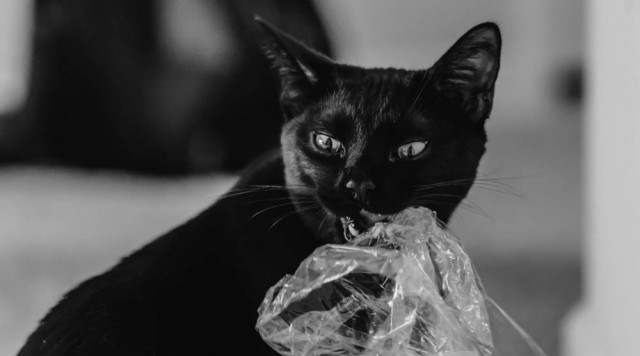 Mèo nuốt phải nhựa có sao không? Nguyên nhân và cách xử lý