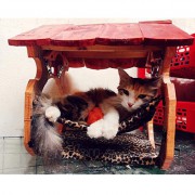 Nhà gổ mèo có võng - 34x33x50cm