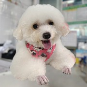 Cổ dù khăn yếm, vải cotton cao cấp