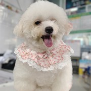 Cổ yếm hoa cho chó