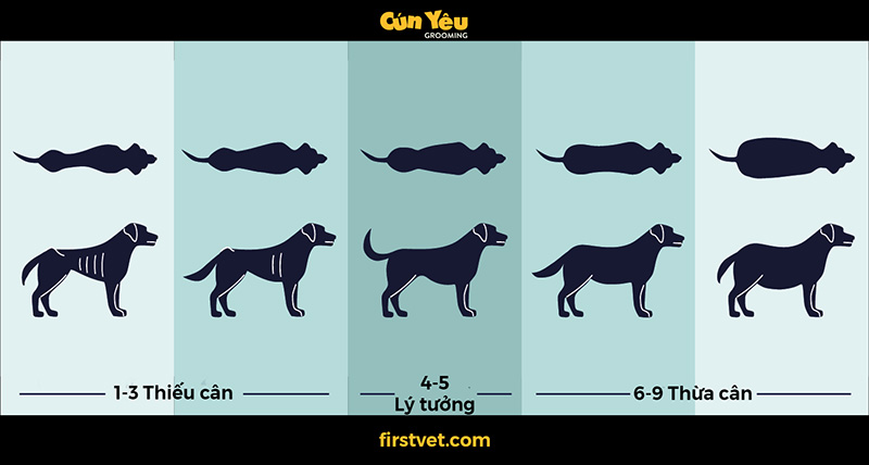 Cân Nặng Lý Tưởng Chó