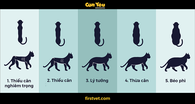 Cân Nặng Lý Tưởng Mèo