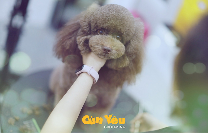 Cắt tỉa lông chó đà nẵng