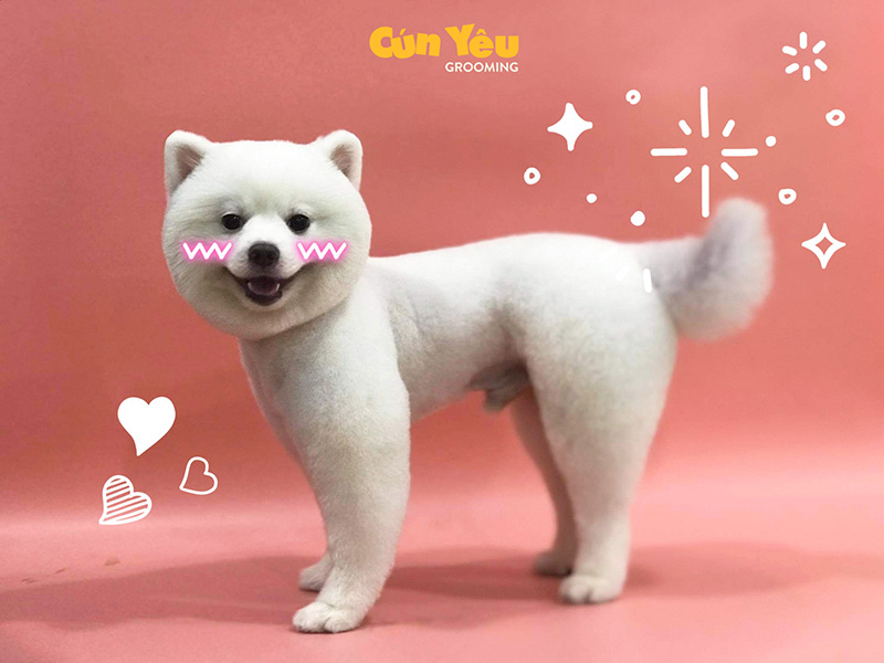 cắt tỉa lông chó đà nẵng giá rẻ