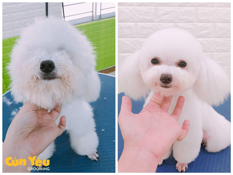 cắt tỉa lông chó đà nẵng