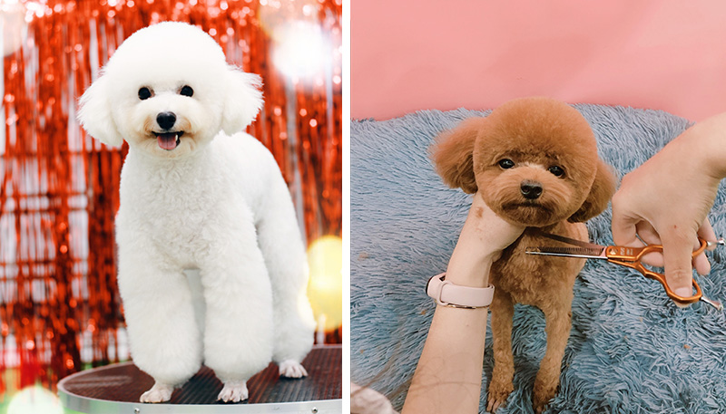 cắt tỉa lông chó đà nẵng chuyên nghiệp