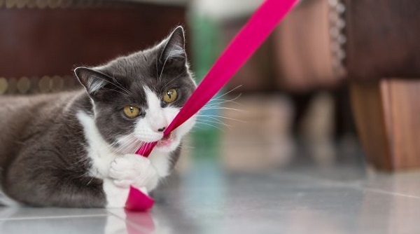 hội chứng pica ở mèo