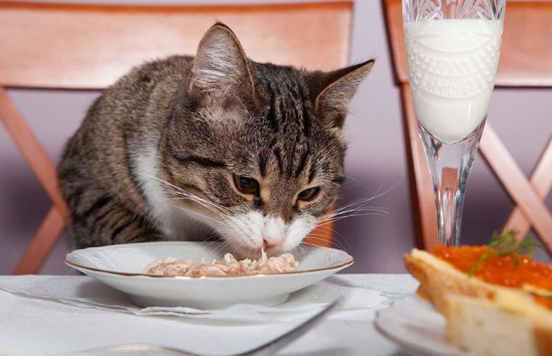 cách mua thức ăn cho mèo