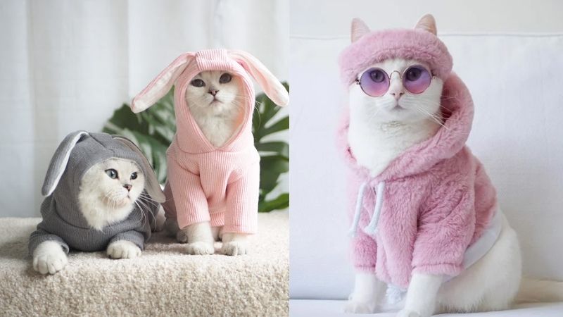 quần áo chó mèo cún yêu shop